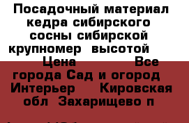 Посадочный материал кедра сибирского (сосны сибирской) крупномер, высотой 3-3.5  › Цена ­ 19 800 - Все города Сад и огород » Интерьер   . Кировская обл.,Захарищево п.